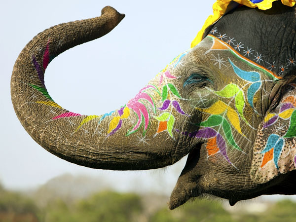 индийский слон