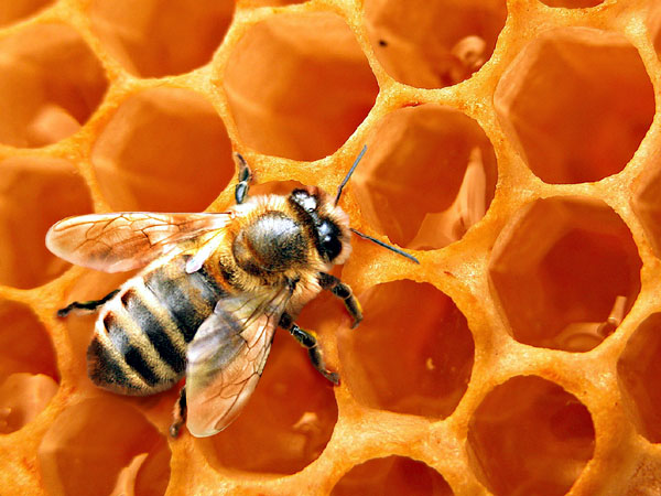 От пчеловековедения до человеководства
