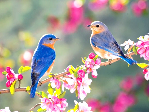 Весна вскружила чувства нам и птицам…